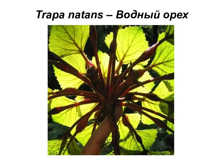 Trapa natans – Водный орех