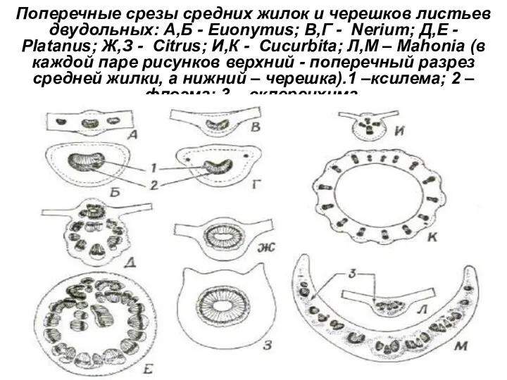 Поперечные срезы средних жилок и черешков листьев двудольных: А,Б -