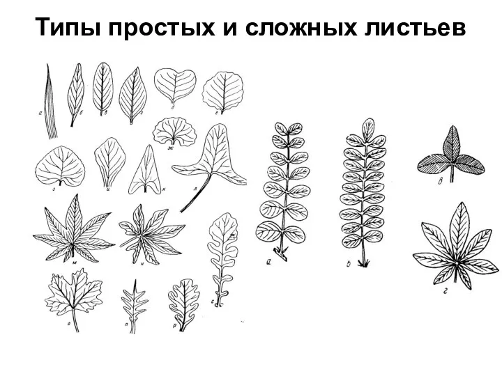 Типы простых и сложных листьев