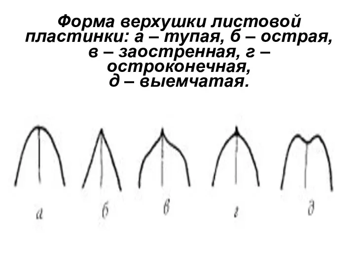 Форма верхушки листовой пластинки: а – тупая, б – острая,