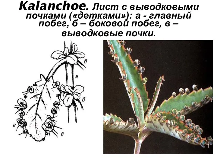 Kalanchoe. Лист с выводковыми почками («детками»): а - главный побег,