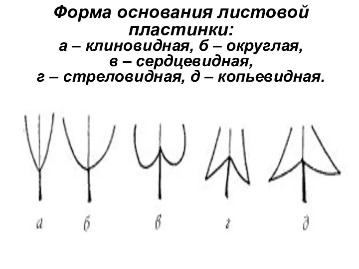 Форма основания листовой пластинки: а – клиновидная, б – округлая,