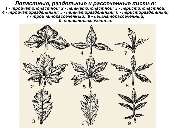 Лопастные, раздельные и рассеченные листья: 1 - тройчатолопастной; 2 -