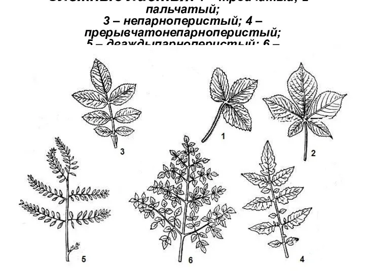 Сложные листья: 1 – тройчатый; 2 – пальчатый; 3 –