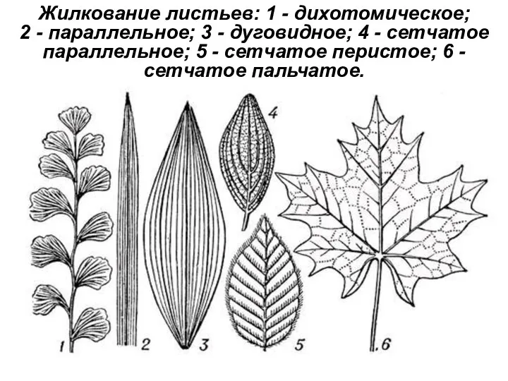 Жилкование листьев: 1 - дихотомическое; 2 - параллельное; 3 -