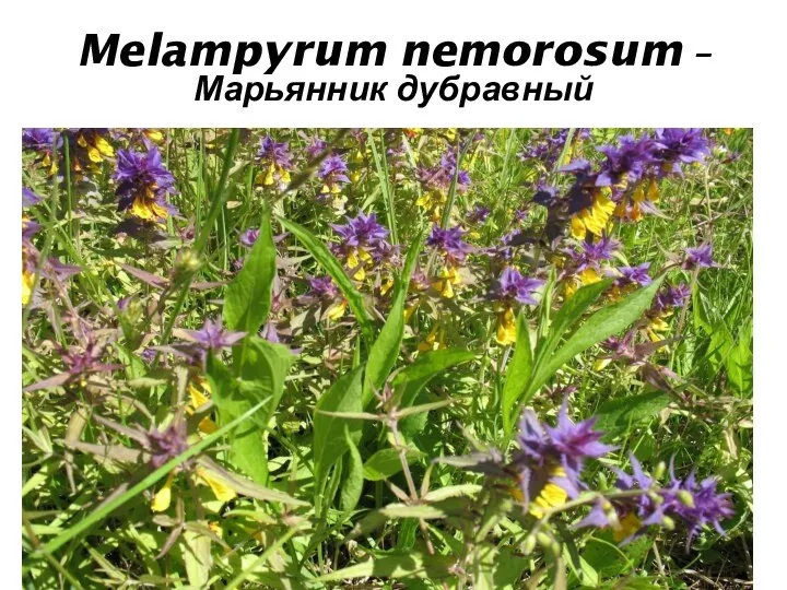 Melampyrum nemorosum – Марьянник дубравный