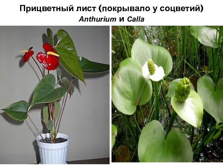 Прицветный лист (покрывало у соцветий) Anthurium и Calla