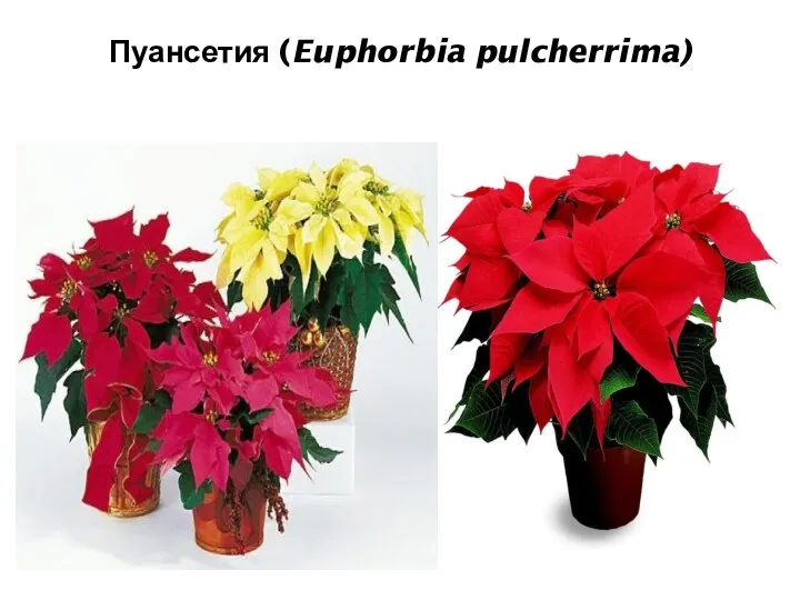 Пуансетия (Euphorbia pulcherrima)