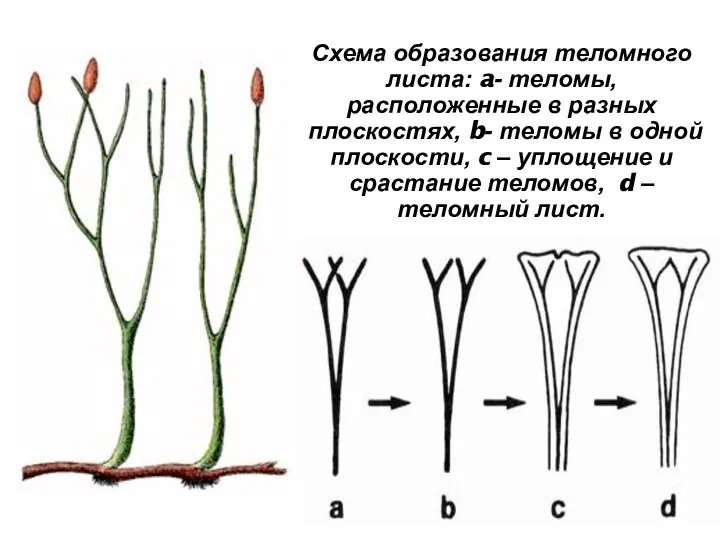 Схема образования теломного листа: a- теломы, расположенные в разных плоскостях,