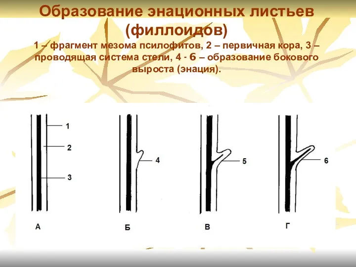 Образование энационных листьев (филлоидов) 1 – фрагмент мезома псилофитов, 2