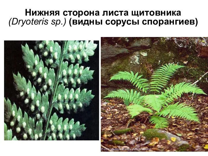 Нижняя сторона листа щитовника (Dryoteris sp.) (видны сорусы спорангиев)