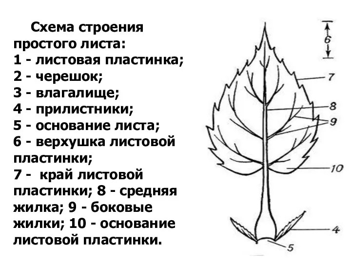 Схема строения простого листа: 1 - листовая пластинка; 2 -