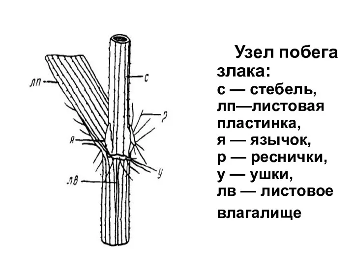 Узел побега злака: с — стебель, лп—листовая пластинка, я —