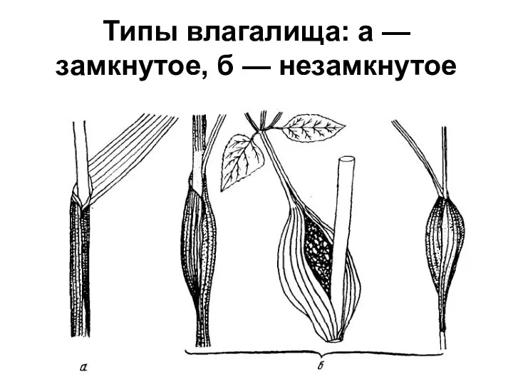 Типы влагалища: а — замкнутое, б — незамкнутое