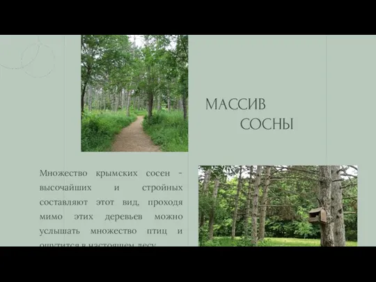 Множество крымских сосен - высочайших и стройных составляют этот вид, проходя мимо этих