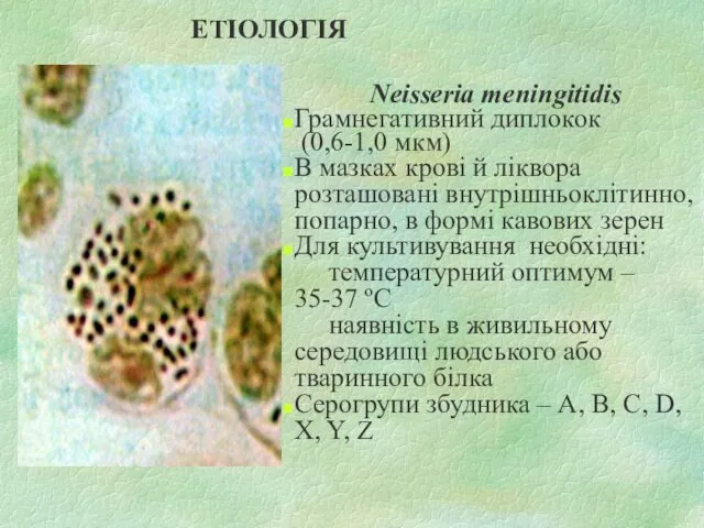 Neisseria meningitidis Грамнегативний диплокок (0,6-1,0 мкм) В мазках крові й