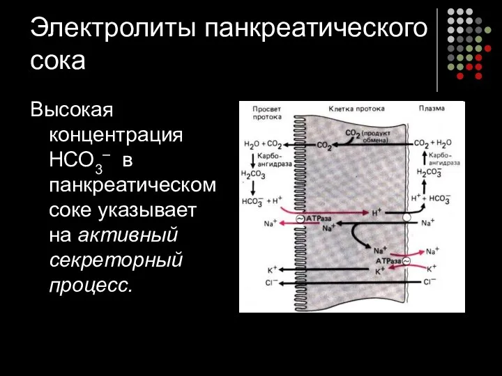 Электролиты панкреатического сока Высокая концентрация НСО3– в панкреатическом соке указывает на активный секреторный процесс.