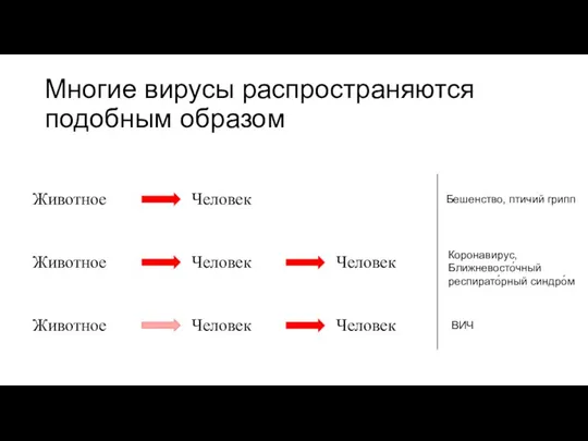 Многие вирусы распространяются подобным образом Животное Человек Животное Человек Человек