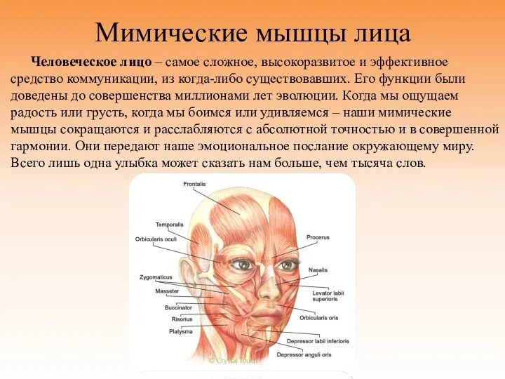 Мимические мышцы лица Человеческое лицо – самое сложное, высокоразвитое и