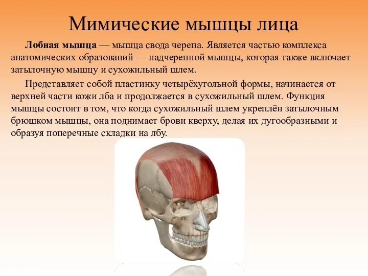 Мимические мышцы лица Лобная мышца — мышца свода черепа. Является