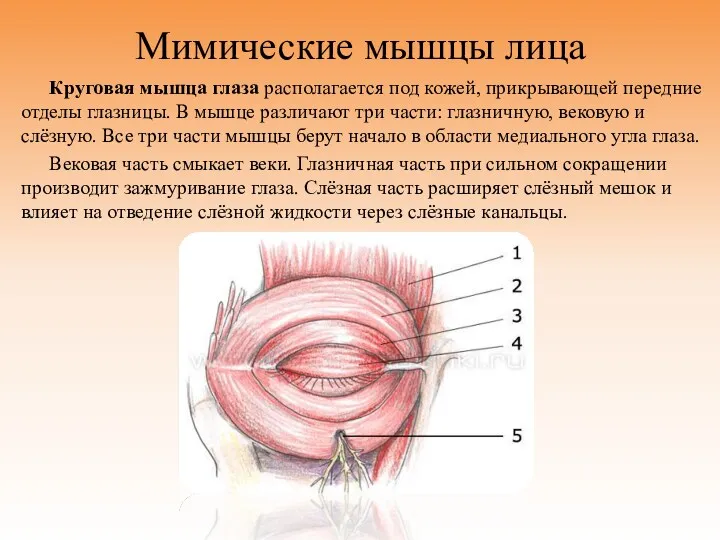 Мимические мышцы лица Круговая мышца глаза располагается под кожей, прикрывающей