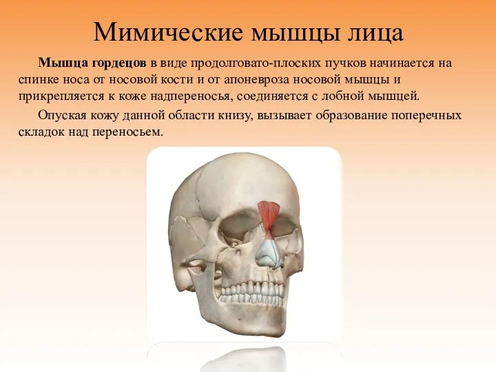 Мимические мышцы лица Мышца гордецов в виде продолговато-плоских пучков начинается