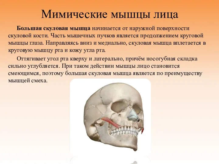 Мимические мышцы лица Большая скуловая мышца начинается от наружной поверхности