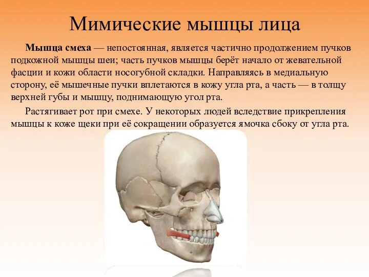 Мимические мышцы лица Мышца смеха — непостоянная, является частично продолжением