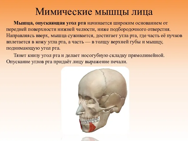 Мимические мышцы лица Мышца, опускающая угол рта начинается широким основанием