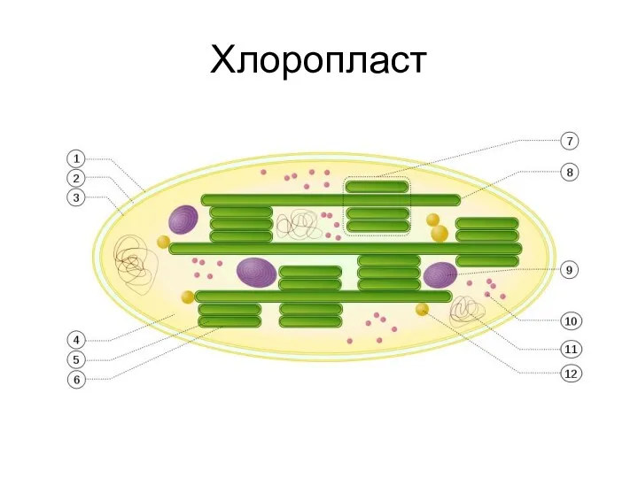 Хлоропласт