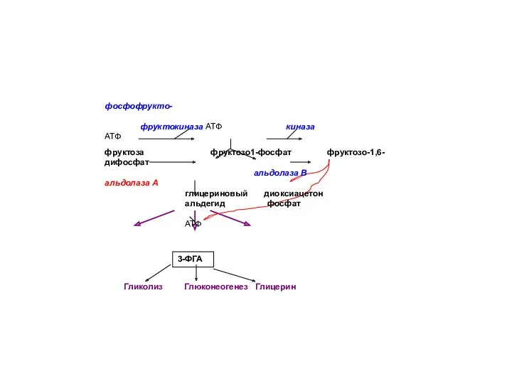 3-ФГА фосфофрукто- фруктокиназа АТФ киназа АТФ фруктоза фруктозо1-фосфат фруктозо-1,6-дифосфат альдолаза В альдолаза А