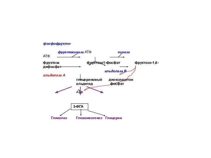 3-ФГА фосфофрукто- фруктокиназа АТФ киназа АТФ фруктоза фруктозо1-фосфат фруктозо-1,6-дифосфат альдолаза