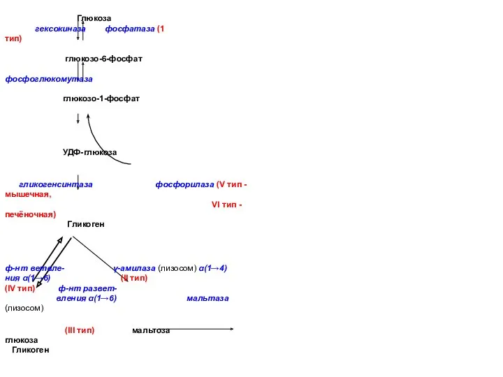 Глюкоза гексокиназа фосфатаза (1 тип) глюкозо-6-фосфат фосфоглюкомутаза глюкозо-1-фосфат УДФ-глюкоза гликогенсинтаза фосфорилаза (V тип