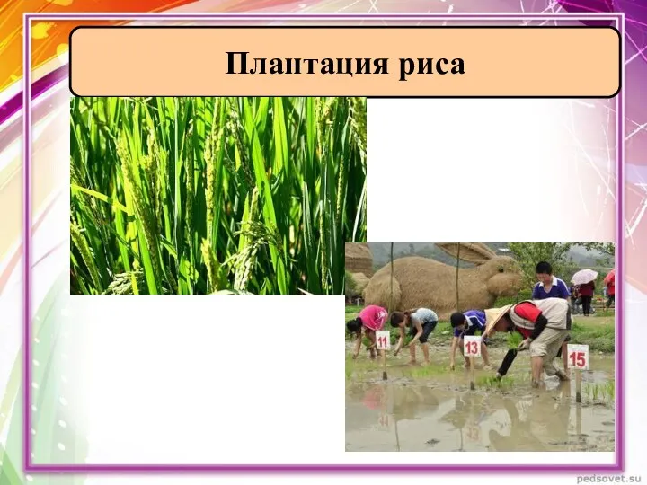 Плантация риса