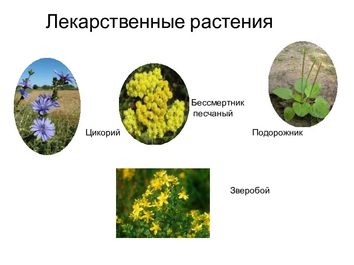 Лекарственные растения Цикорий Бессмертник песчаный Подорожник Зверобой