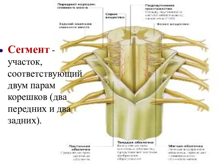 Сегмент - участок, соответствующий двум парам корешков (два передних и два задних).