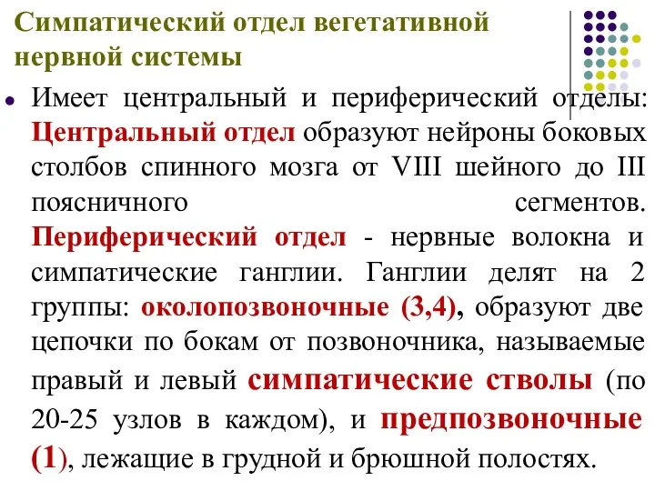 Симпатический отдел вегетативной нервной системы Имеет центральный и периферический отделы: