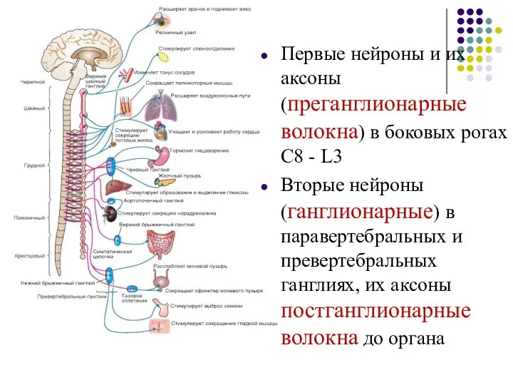 Первые нейроны и их аксоны (преганглионарные волокна) в боковых рогах