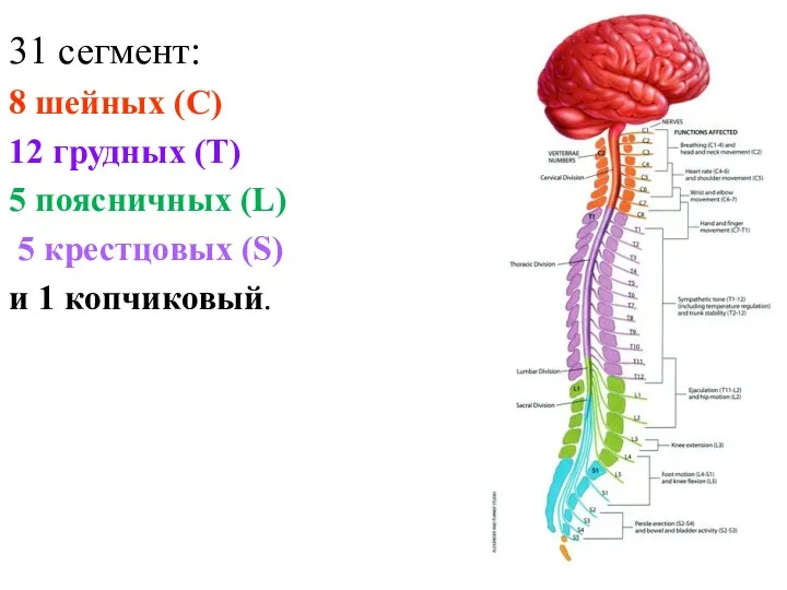 31 сегмент: 8 шейных (C) 12 грудных (T) 5 поясничных