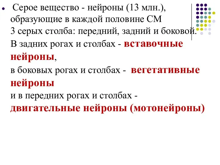 Серое вещество - нейроны (13 млн.), образующие в каждой половине