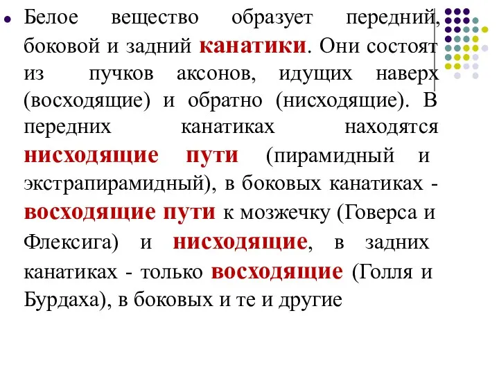 Белое вещество образует передний, боковой и задний канатики. Они состоят