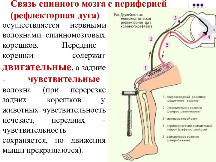 Связь спинного мозга с периферией (рефлекторная дуга) осуществляется нервными волокнами