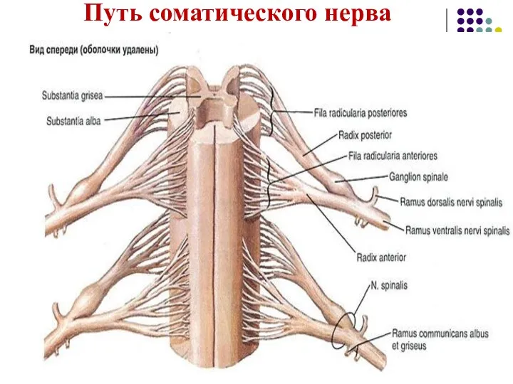 Путь соматического нерва