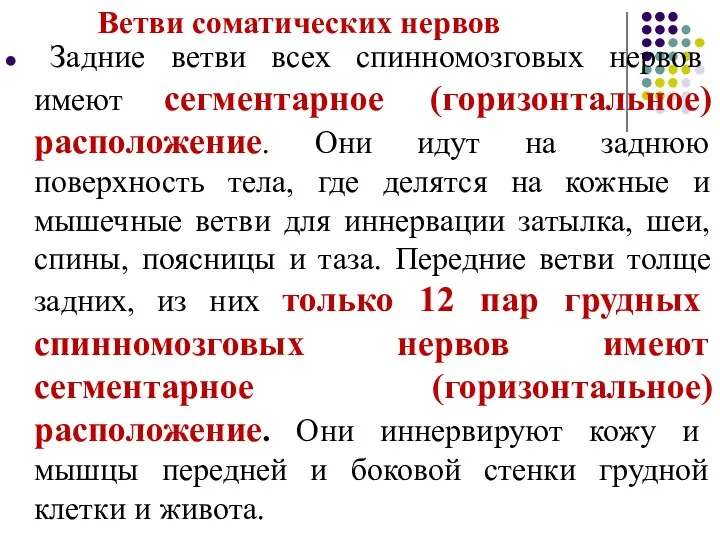 Ветви соматических нервов Задние ветви всех спинномозговых нервов имеют сегментарное