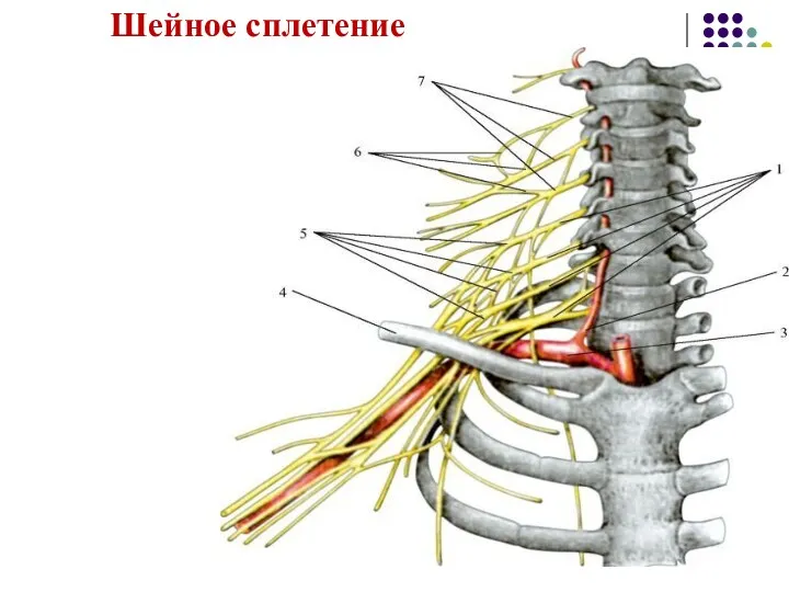 Шейное сплетение