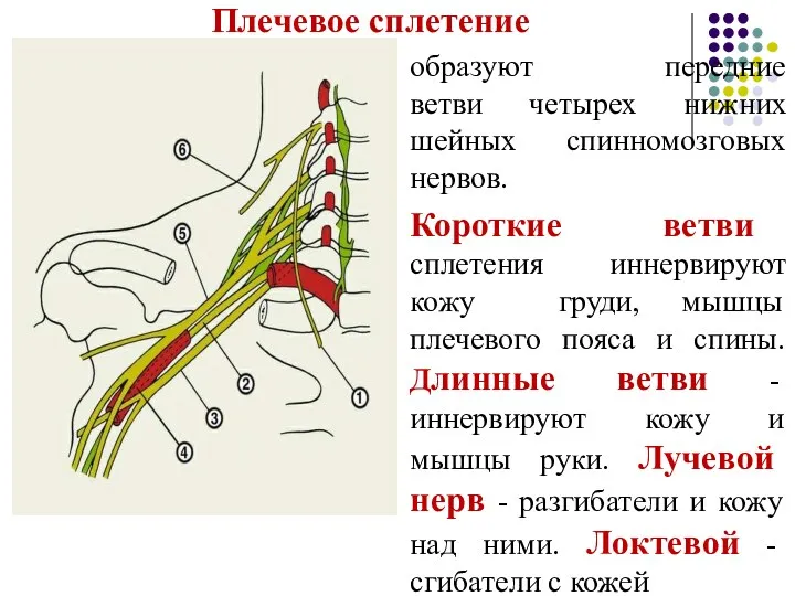 Плечевое сплетение образуют передние ветви четырех нижних шейных спинномозговых нервов.