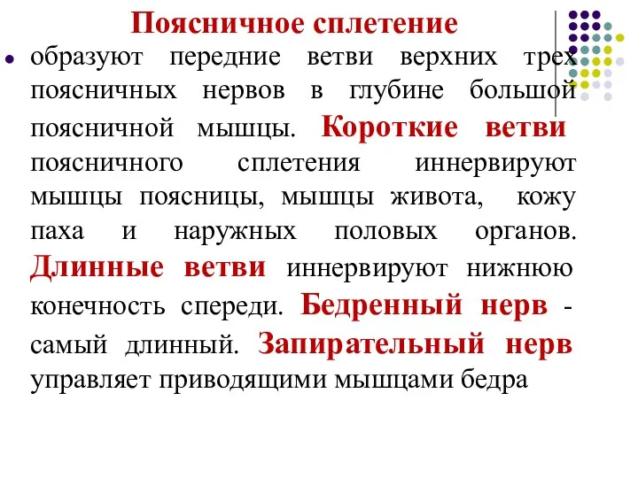 Поясничное сплетение образуют передние ветви верхних трех поясничных нервов в