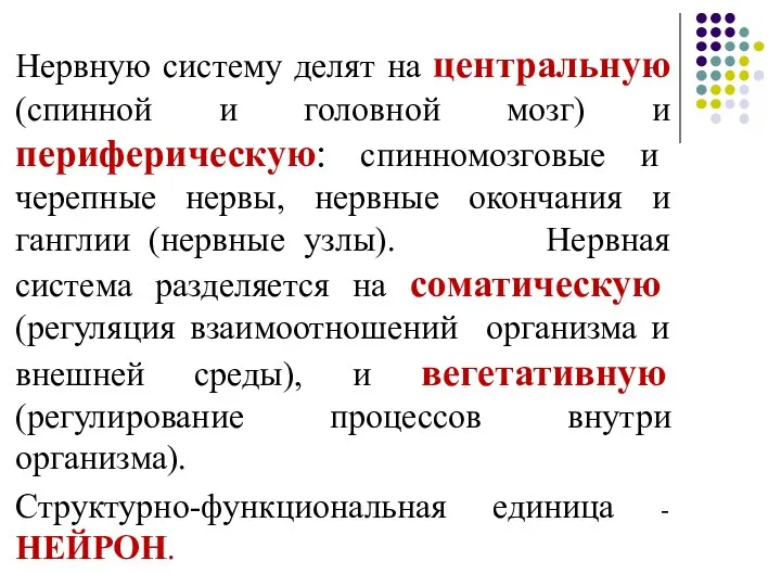 Нервную систему делят на центральную (спинной и головной мозг) и