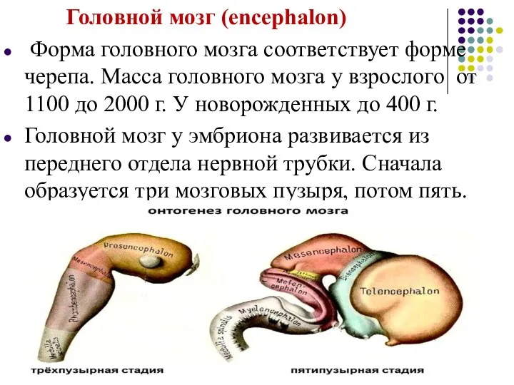 Головной мозг (encephalon) Форма головного мозга соответствует форме черепа. Масса