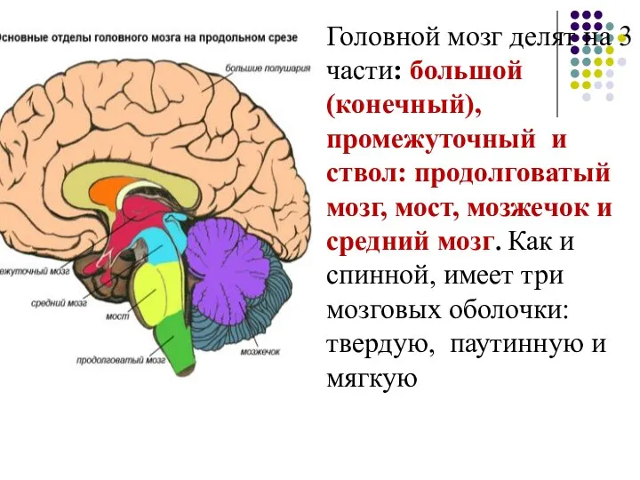 Головной мозг делят на 3 части: большой (конечный), промежуточный и